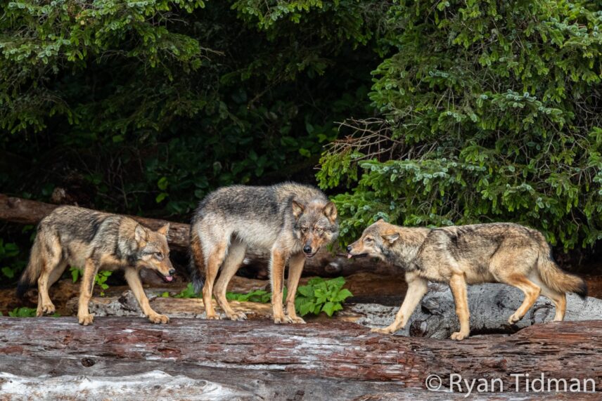 Three wolves standing on driftwood along the Tofino coastline