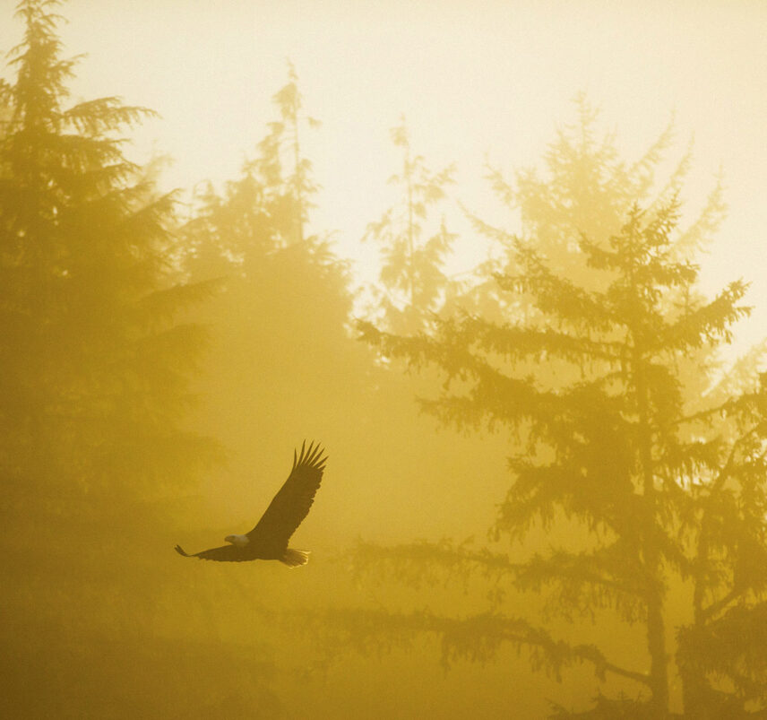 Bald eagle soaring through golden sun rays above the rainforest near Hot Springs Cove