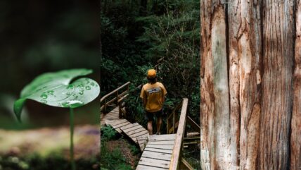 Three panel photos featuring a leaf close up, a man walking through the rainforest and a close up of a tree