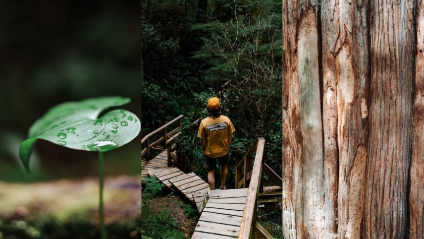 Three panel photos featuring a leaf close up, a man walking through the rainforest and a close up of a tree