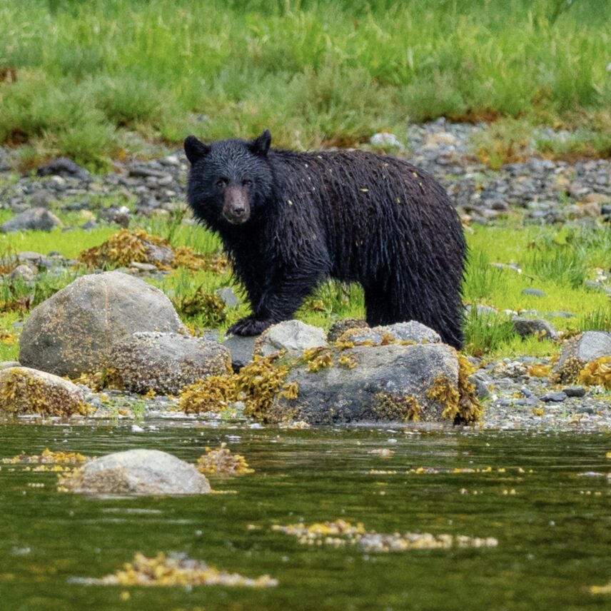 Black bear on coastal rocks, surrounded by green foliage