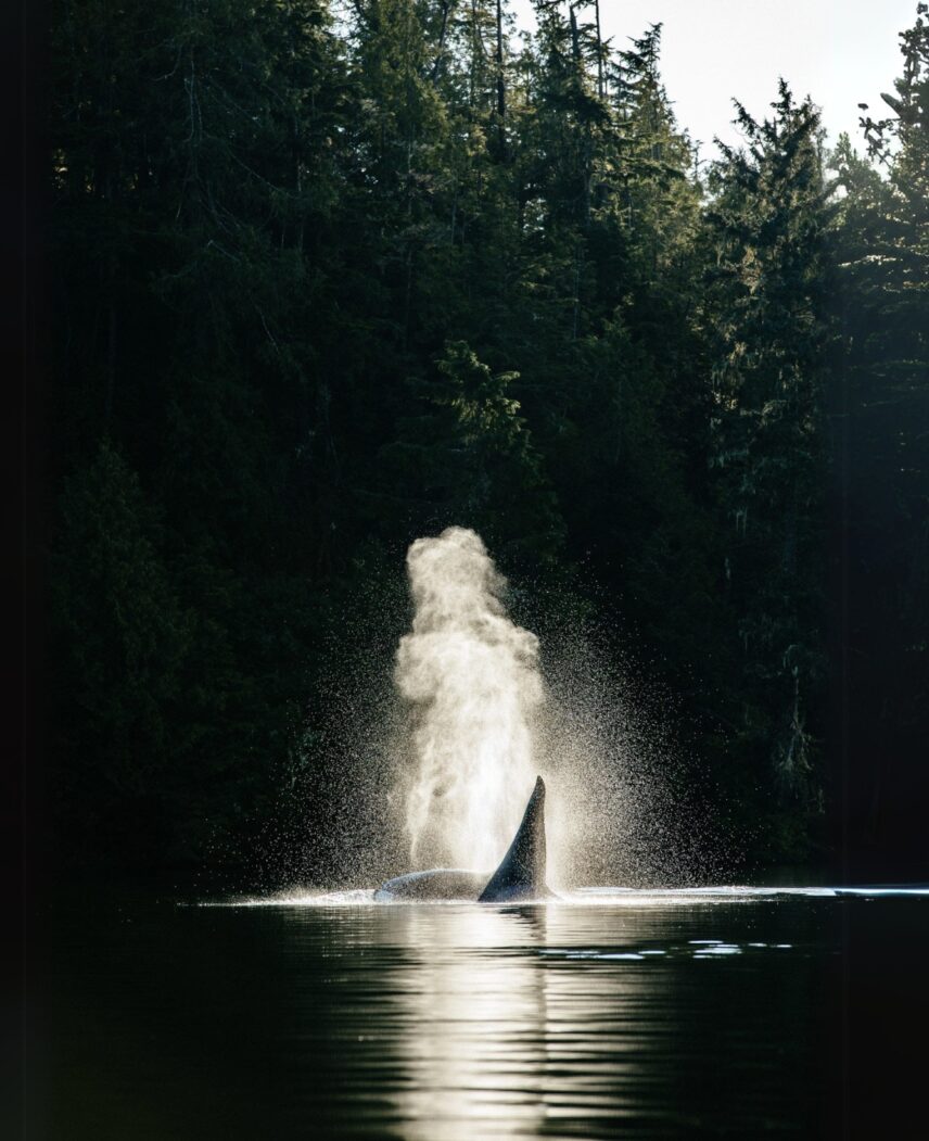 Whale spouting water off the coast of Tofino with lush forest backdrop