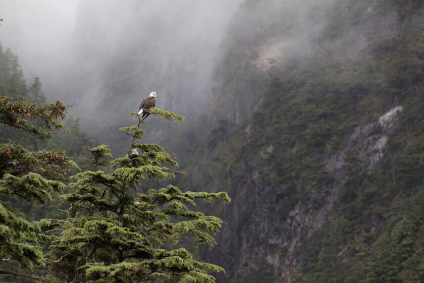 Eagle perched on a tree with a backdrop of fog
