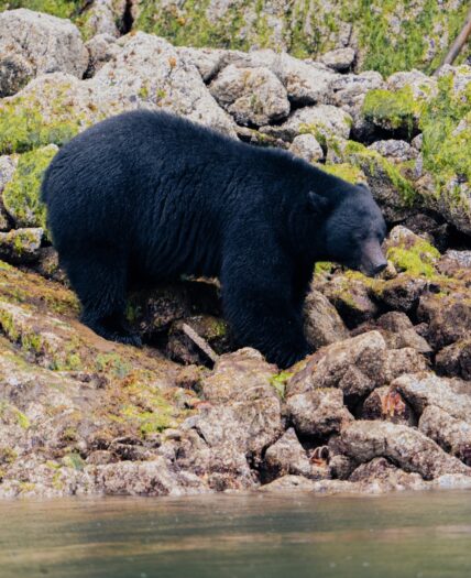 Close up of a coastal black bear on the shore
