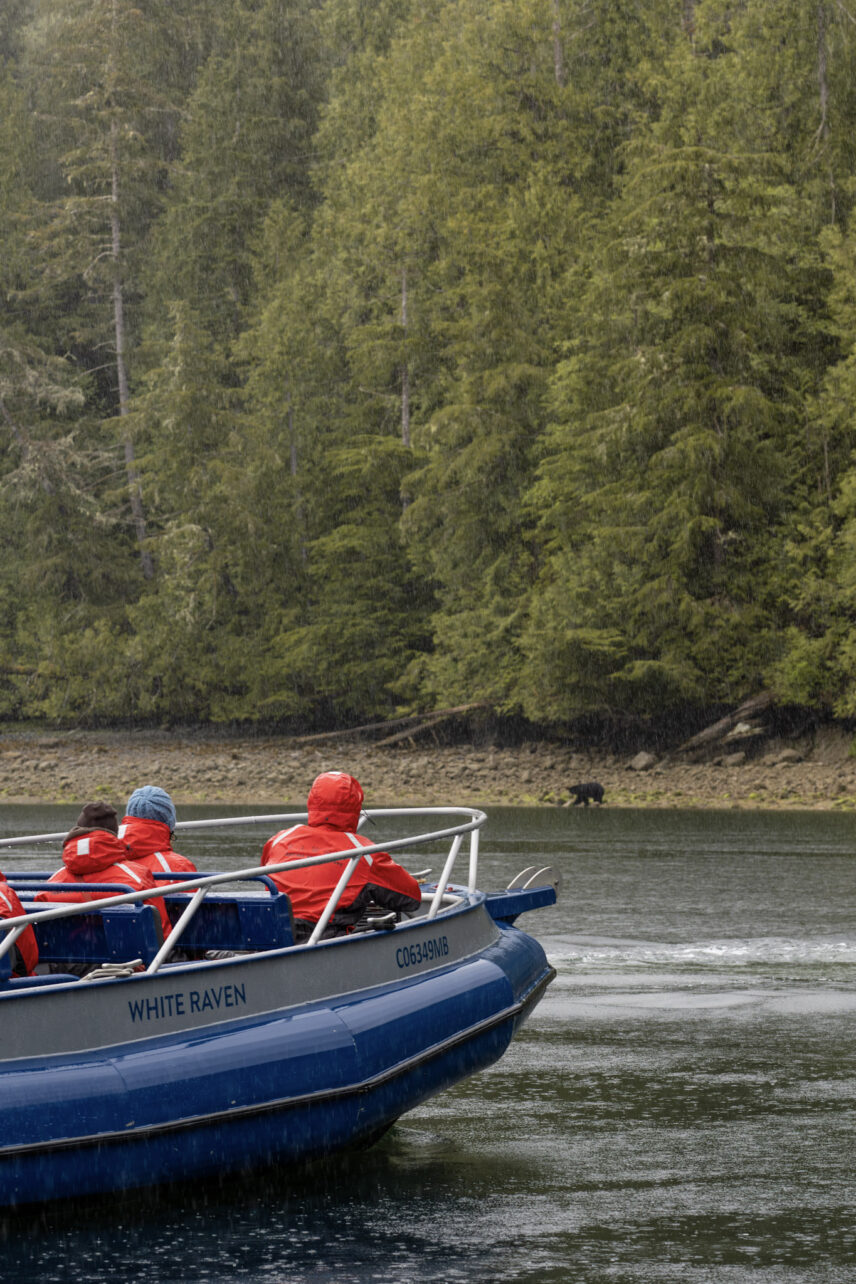bear watching tour boat viewing a bear on the coastline