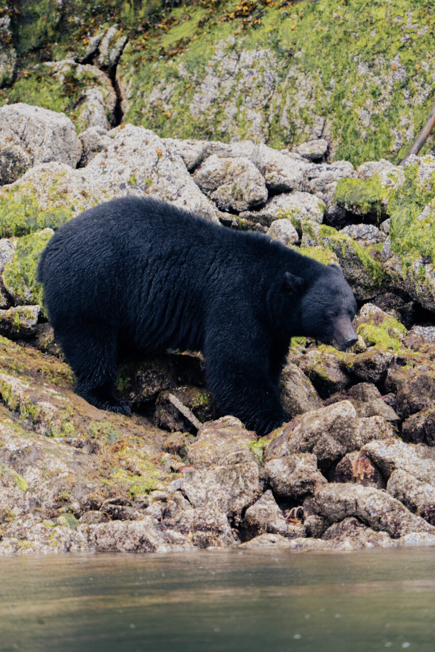 coastal black bear on some coastline rocks