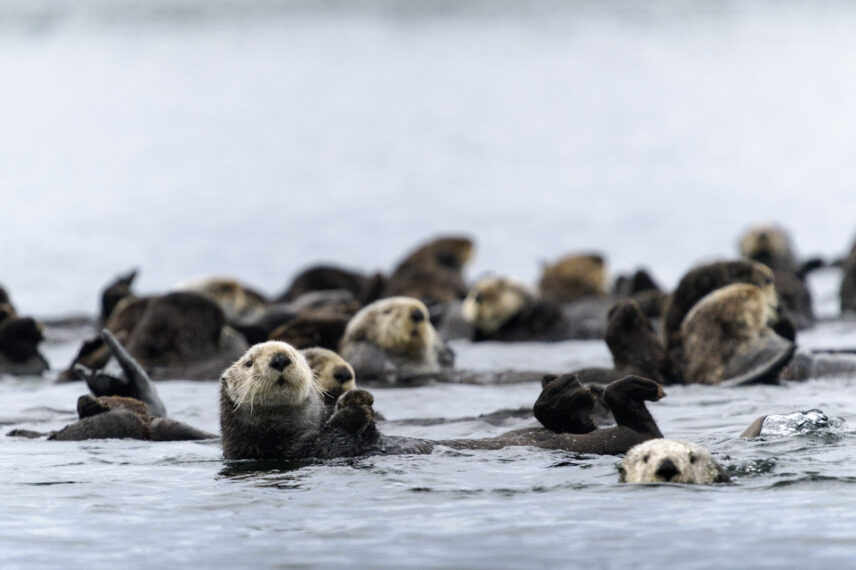 raft of otters in spring in tofino